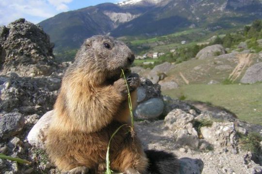 Sentier des marmottes